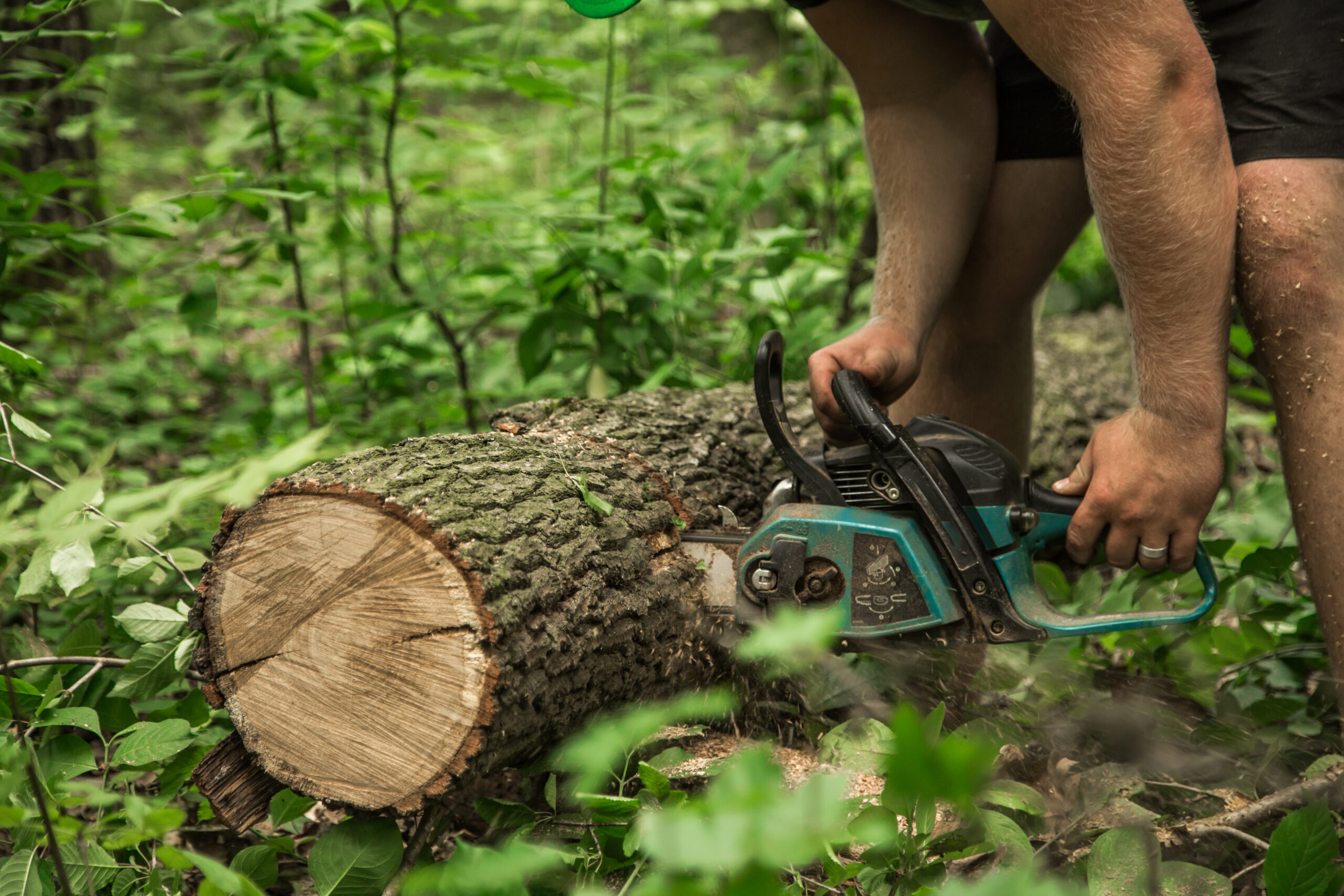 A man with a chainsaw cuts a tree in the forest ,closeup